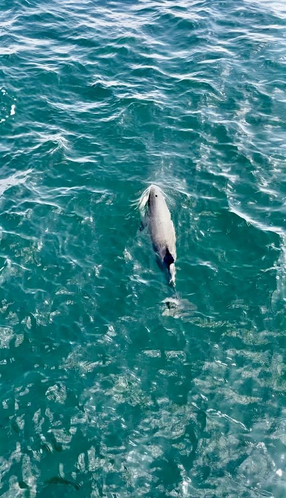 Tonfisksafari i helsingborg