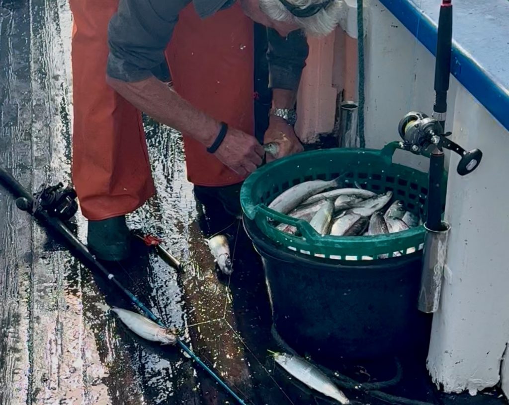 sillfiske helsingborg Landskrona på öresund