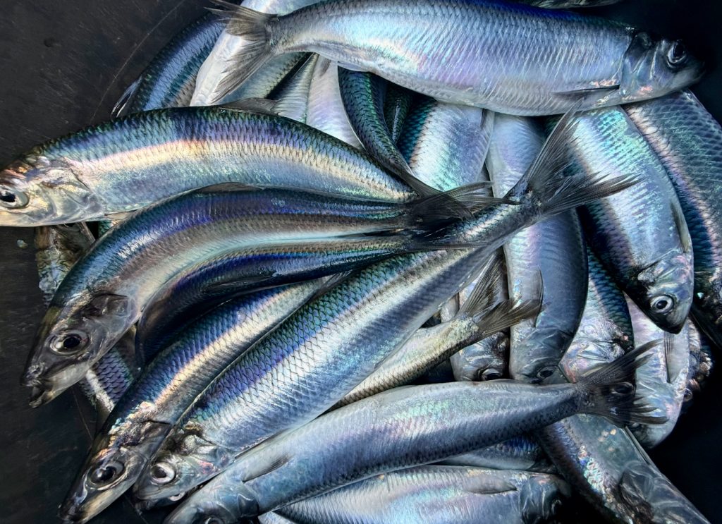 sillfiske silltur helsingborg landskrona