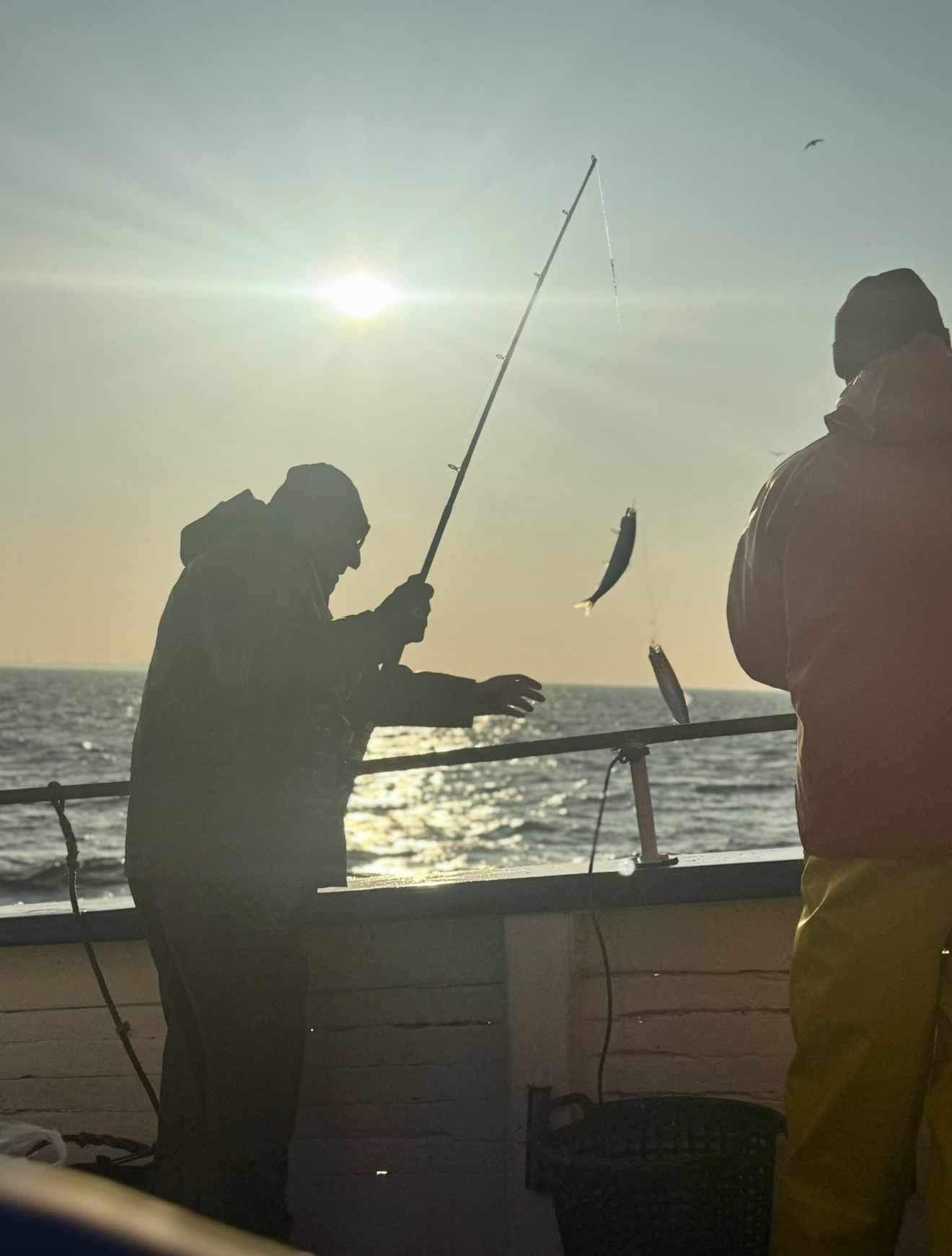 Fiska din egna julsill i landskrona helsingborg