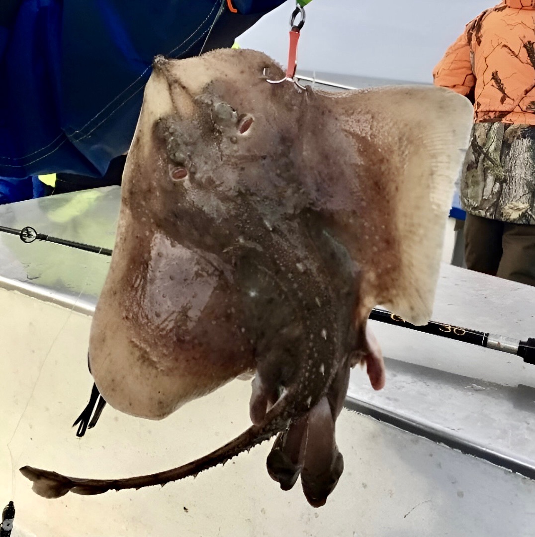 rocka art i öresund 