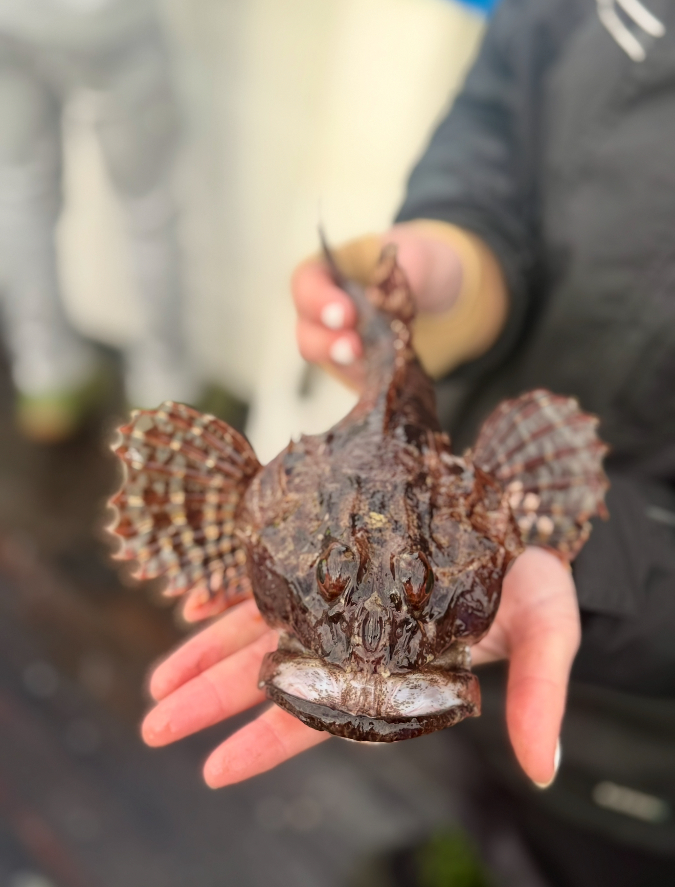 simpa art i öresund