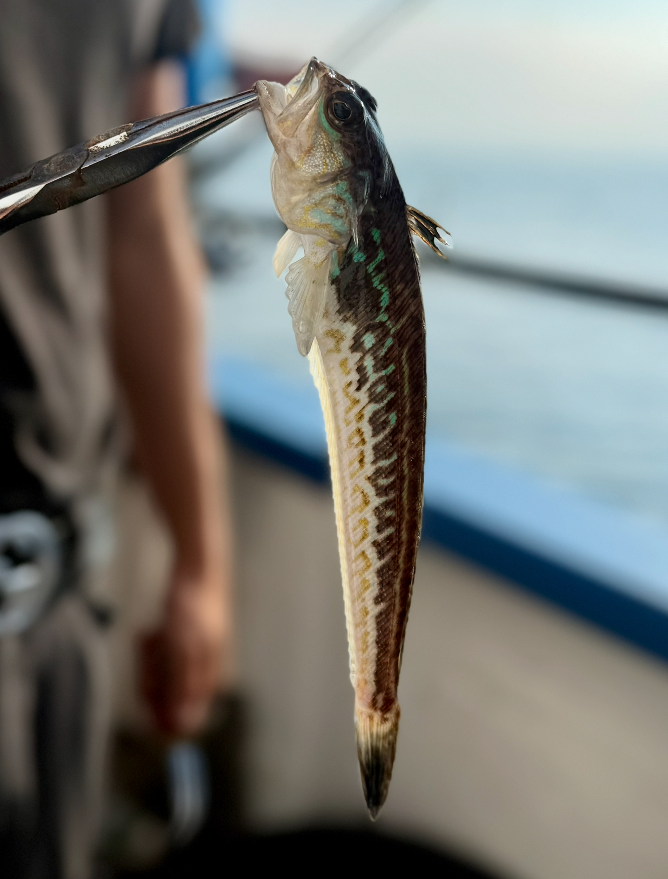 fjärsing art i öresund