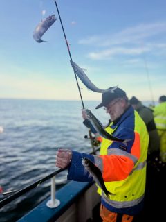 Det sillar på ordentligt idag igen och solen sken för fullt!☀️
Frågan är om inte oktober bjudit på fler soltimmar än juni i år? 😅
Oavsett så fick vi en fantastisk dag ute på sundet med riktigt fint fiske – gott om sill och några stadiga makriller som bonus🎣
Fullt ös i helgen, så slå en signal på 070-201 00 88 och boka din plats för att hänga med på ännu en grym dag till havs! 🌊
#rååbåtarna #öresund #fiske #havsfiske #helsingborg #landskrona #fiskelycka #sundet #sillfiske #makrill #skåne #fisketur #sportfiske #fiskeeventyr #fiskeglädje