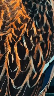 JAG VAKTAR HÄR🦆💪