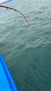 Vad trodde du satt på kroken? 👀
Det såg tungt ut… och det var det också.
Fyra fina makriller på samma gång! 🎣💥
Det är när makrillfisket är så här som det blir riktigt roligt på Öresund.
Hade du lyckats få upp alla fyra? 😅
🎣 Vi kör fisketurer två gånger om dagen hela sommaren
🕗 08:00–12:00
🕐 13:00–17:00
📞 Boka på 070-201 00 88
🌊 Rååbåtarna – vi kan vårt Öresun