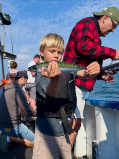 🎣 Dagens fiske på Öresund
Idag var fisket lite till och från. Men det är just det som gör att de där ögonblicken när det väl nappar blir så speciella.
Att se spöet böja sig, höra barnen ropa av glädje och se leendena när fisken bryter vattenytan… Det är precis därför vi älskar det vi gör. 💙
Fisken glömmer man kanske hur många den var. Men känslan när nappet kommer brukar stanna kvar betydligt längre.
🎣 Vi kör två fisketurer om dagen hela sommaren.
🐬 Och vi är lite extra glada idag…
De första observationerna av flera blåfenade tonfiskar i Öresund har kommit in. Det betyder en sak – tonfisksäsongen är äntligen här!
Därför öppnar vi nu bokningen till Öresunds Tonfisksafari. Följ med ut och upplev ett av Sveriges mest spektakulära naturfenomen när Europas största rovfisk jagar i ytan.
📲 Följ @tonfisk_safari_raabatarna för de senaste observationerna, filmerna och all information om våra safariturer eller läs mer på raabatarna.se.
📞 Boka på 070-201 00 88
Rååbåtarna – vi kan vårt Öresund