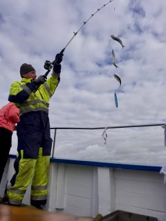Bara 15 minuter från hamnen står sillen i riktigt fina stim 🐟
Nu har sillfisket kommit igång ordentligt här på Öresund. Stora stim och fin storlek på fisken är precis det vi har väntat på, och just nu behöver vi inte ta oss långt från Råå för att hitta dem.
Den korta vägen ut ger oss gott om tid till själva fisket. Och även om vi känner våra vatten väl finns förväntan alltid där när vi lämnar hamnen. Hur ska det bli idag? 🎣
Sugen på att följa med ut på sillfiske? Ring 070-201 00 88 och boka din plats.
Rååbåtarna – vi kan vårt Öresund