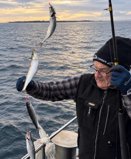Gott om fina sillar under hela dagens tur och dessutom ett bra gäng riktigt biffiga makrillar. De största vägde över 650 gram 🎣
Det nappade fint och blev en härlig blandning i fångsten. Tack till alla som följde med oss ut på Öresund idag!
Vill du också känna det rycka i spöet? Ring och boka på 070 201 00 88.
❗️Du har väll inte missat att vi drar i gång mete-säsongen den 4 oktober. Se alla avgångar på raabatarna.se
Rååbåtarna - Vi kan vårt Öresund