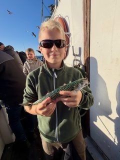 Tro det eller ej, idag blev det lite makrillrace i sillstimmen! 🎣
Som grädde på moset till ett fantastiskt sillfiske bjöd sundet också på riktigt fina makrillar under dagen. En riktigt fin avslutning på en fantastisk helg!
Tack till alla er som varit med och gjort helgen så härlig ombord!
Vi kör som vanligt tisdag till söndag under kommande vecka. På söndag finns både sillfisketur och metetur att välja på.
Häng med oss ut! Ring och boka din plats på 070-201 00 88.
Rååbåtarna - Vi kan vårt Öresund