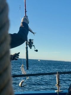 Man bokar en fisketur. Sällskapet vid relingen får man på köpet.

Idag hade vi en ung kille ombord som var så stolt över sina stora makrillar att han tyckte att vi kunde vänta till imorgon med att köra tillbaka till Råå. Han ville fortsätta fiska 🎣

Ombord fanns också en kvinna som har åkt med Siam i decennier. Samma båt, samma plats vid relingen. Och en av våra polska stammisar, som återkommer varje år för att fiska sill till sina släktingar.

Tre av alla människor som vi fick dela sundet med idag. Alla med sin anledning att kliva ombord och med något eget att bidra med.

För oss är det här Rååbåtarna. Besättningen, gästerna, de välbekanta ansiktena och dem vi lär känna för första gången. Någon har sin givna plats sedan många år. Någon har just fångat en makrill som gör att han helst vill stanna till imorgon.

Tack till alla er som varit med oss i helgen. Det är tillsammans med er som våra turer blir vad de är 💙

Vill du också ta en plats vid relingen? Vi kör sillturer tisdag till söndag. Nästa meteturer går den 25 och 31 oktober samt den 7 november, kl. 08.00 till 14.00.

Boka på 070 201 00 88. Hela turlistan finns på raabatarna.se.

Rååbåtarna - Vi kan vårt Öresund
