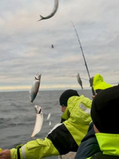 När man tittar ut över havet nu är det svårt att föreställa sig hur fint fiske vi hade denna lördagsförmiddag! 🎣
Sillen stod riktigt fint när vi kom ut och det nappade hela tiden runt om båten. Efter ungefär två timmar började stimmen sakta skingras. Ytterligare en timme senare hade vinden ökat och sillen blivit betydligt svårare att hitta.
Vi hann alltså med fint fiske innan vädret slog om. Nu håller vi oss i hamn tills ovädret Boelo har dragit förbi.
Nästa vecka väntar höstlovet! Måndag till fredag under vecka 44 bjuder vi alla barn som följer med på korv och dricka. Ta med familjen och dela spänningen vid relingen, vi hjälper er gärna att komma igång!
Ring 070 201 00 88 för bokning och senaste besked om avgångarna. Hela turlistan finns på raabatarna.se.
Rååbåtarna - Vi kan vårt Öresund