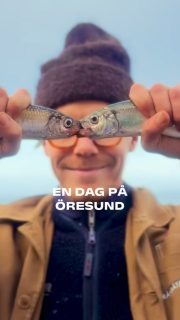 Efter ett par dagar med stark vind så var det ett fantastiskt Öresund som mötte oss idag!
Soligt, stilla och nästan lite vårkänsla! Fisket då?
Jo, vinden hade bidragit med att sätta en hel del vatten i rörelse och nu skulle allt det vattnet tillbaka… så strömmen var stark och vi fick söka lite efter sillen men till sist hittade vi lite strömlä och även fisk! Riktig härlig dag☀️
Du har väl inte missat att vi har höstlovs-erbjudande för alla barn denna veckan!
Boka din plats på 070-201 00 88
Rååbåtarna - Vi kan vårt Öresund