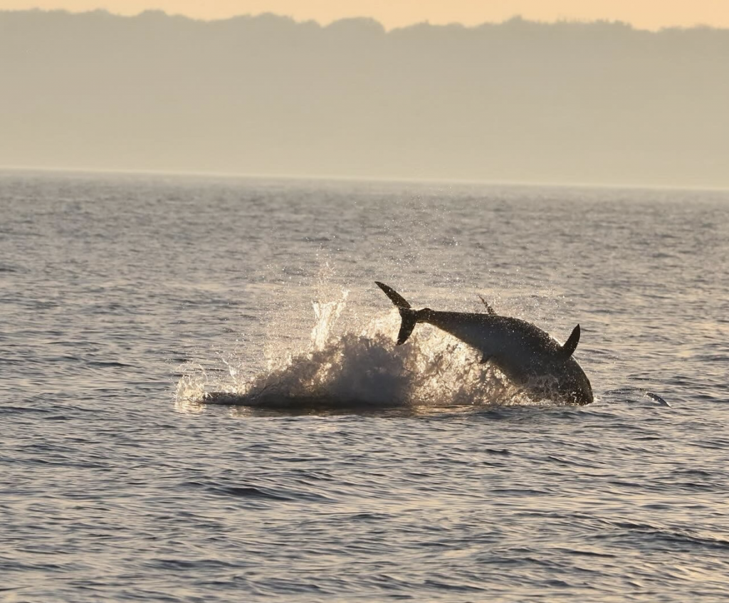 tonfisksafari rapport