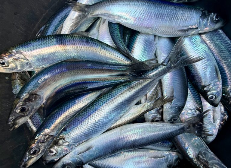 sillfiske silltur helsingborg landskrona