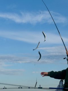 Sill, sill, sill! 🎣
Det var gott om sill på dagens tur. Strömmarna var stundtals starka och gjorde fisket lite mer utmanande för nybörjarna, men alla fick fint med sill med sig hem. Bra jobbat vid relingen idag!
Vi kör turer alla dagar utom måndagar. Vill du följa med? Ring 070 201 00 88 och boka din plats.
Rååbåtarna - Vi kan vårt Öresund
