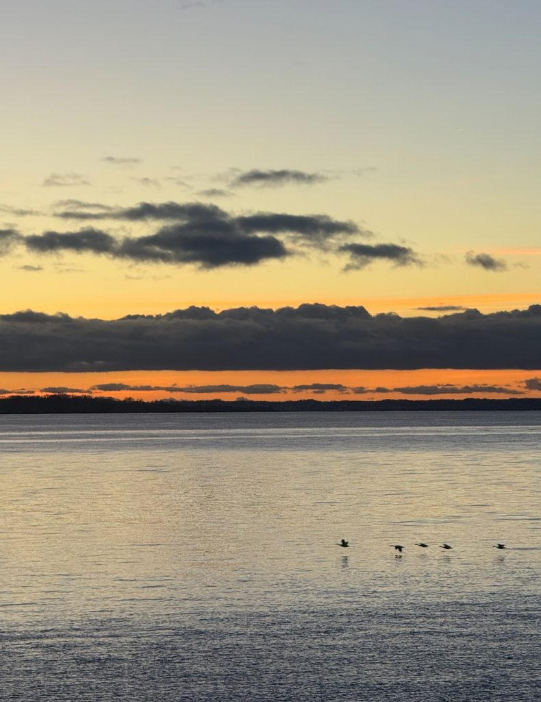 fiskerapport öresund helsingborg landskrona råå