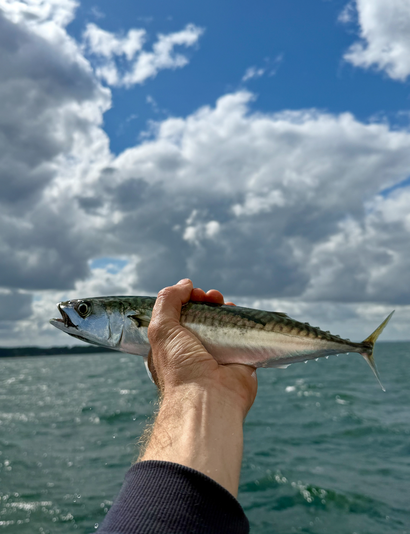 makrillfiske i landskrona