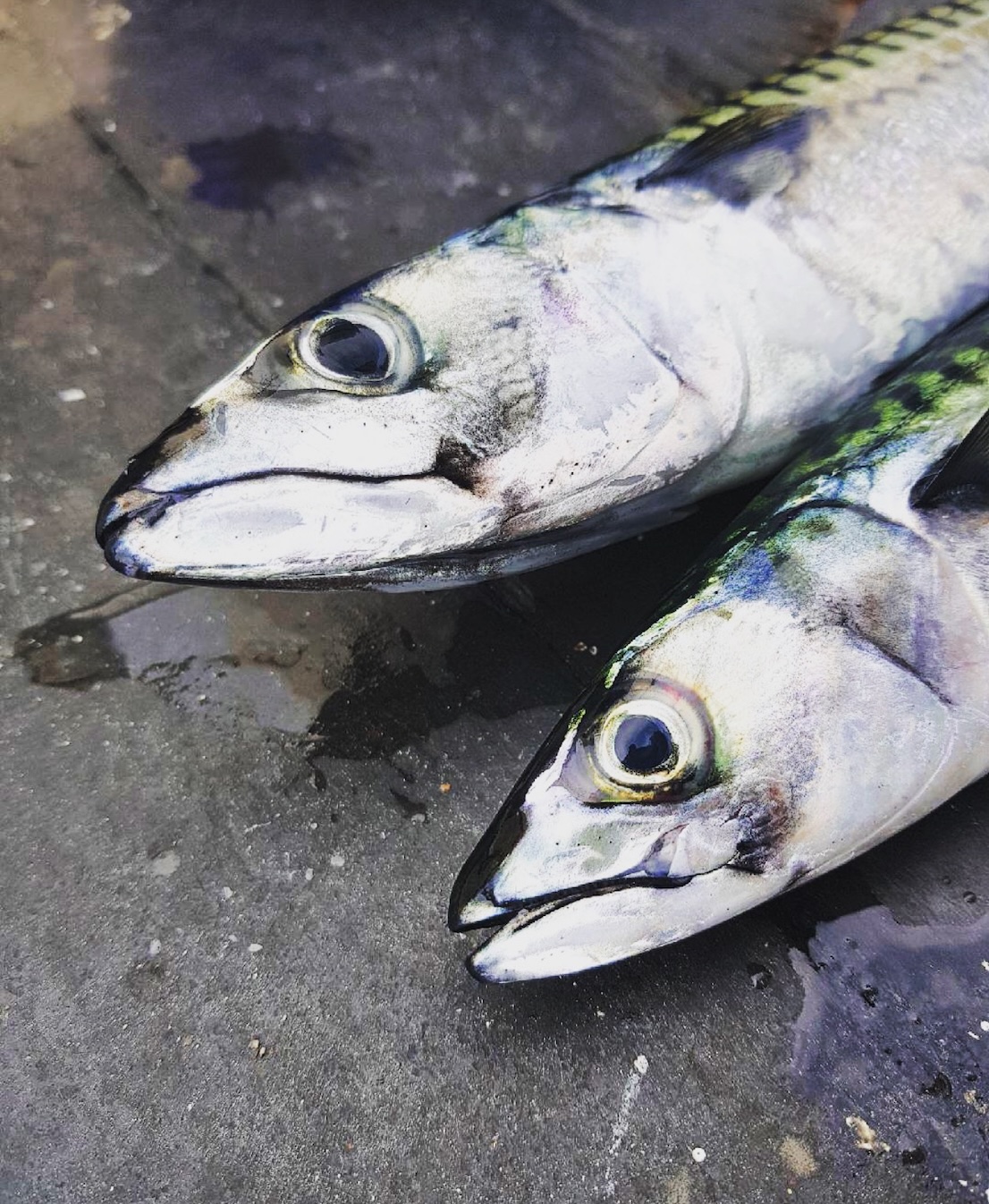 makrillfiske i Helsingborg