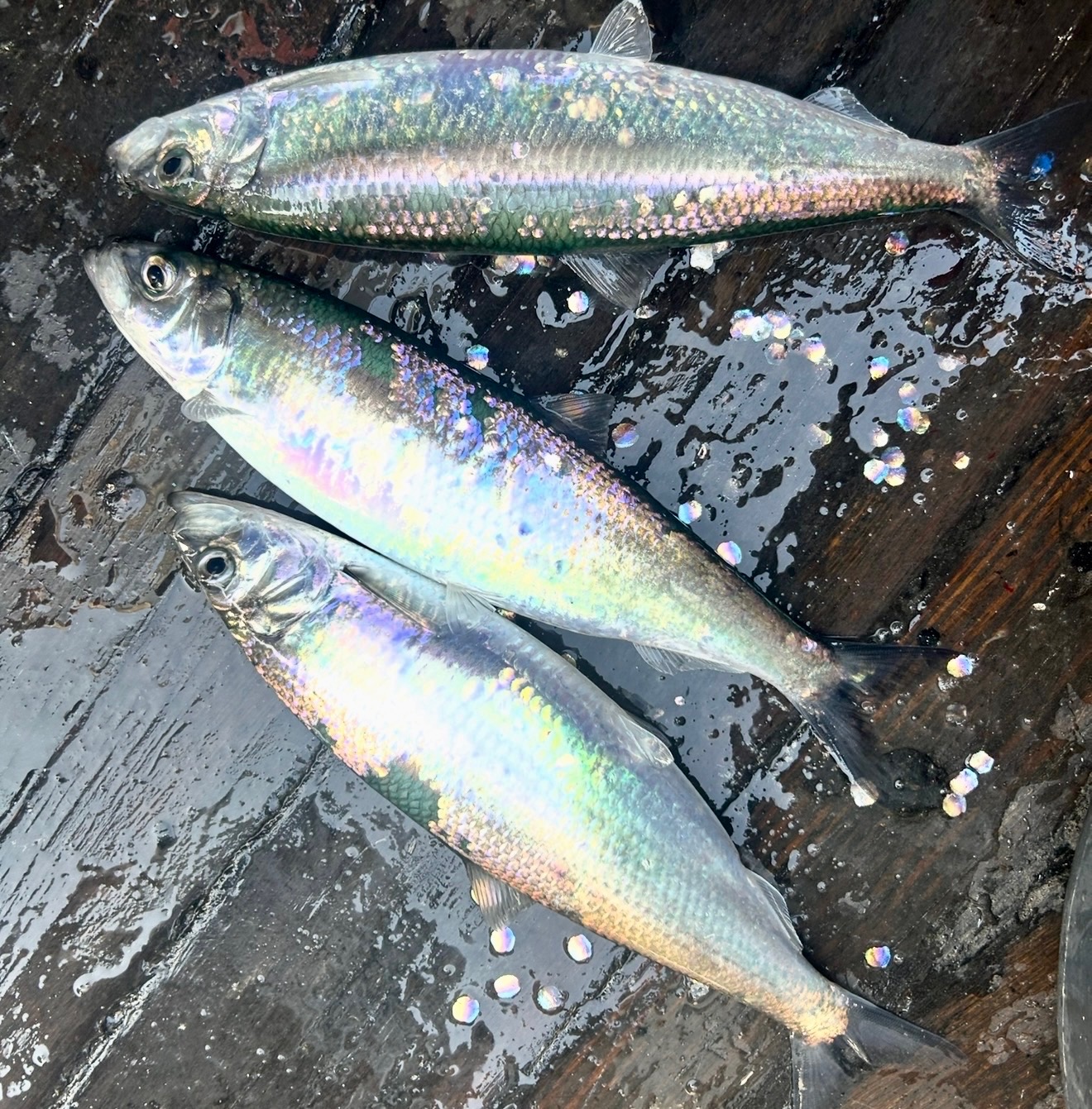 fiske guide höst sill öresund