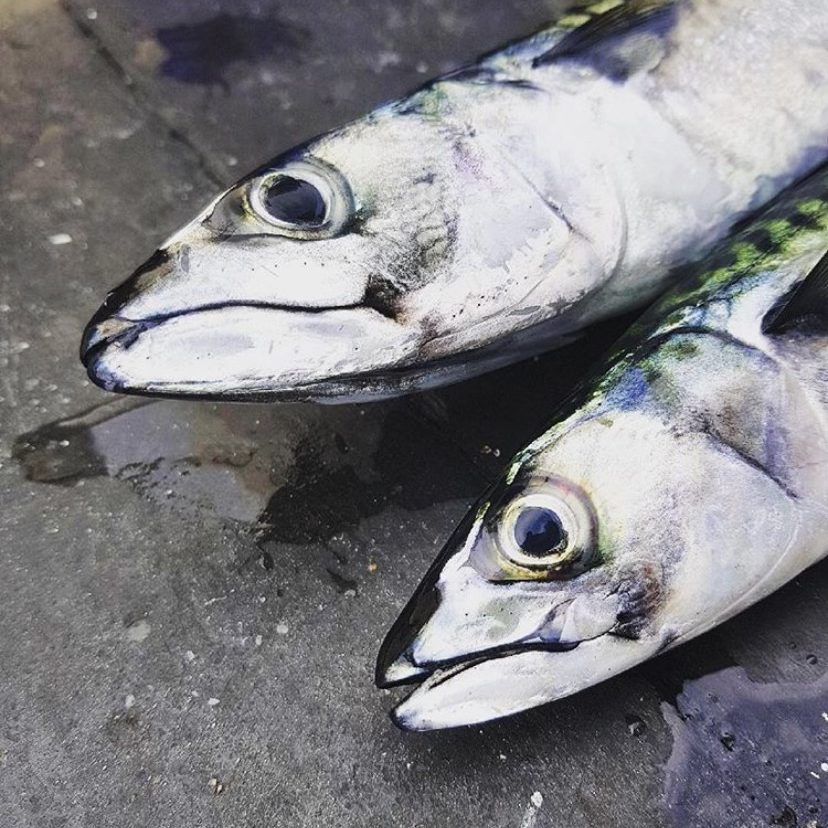 fiske guide öresund sommar