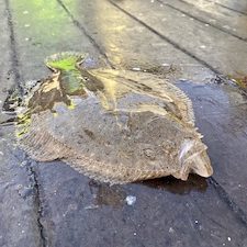 fiske guide vinter plattfisk Öresund 