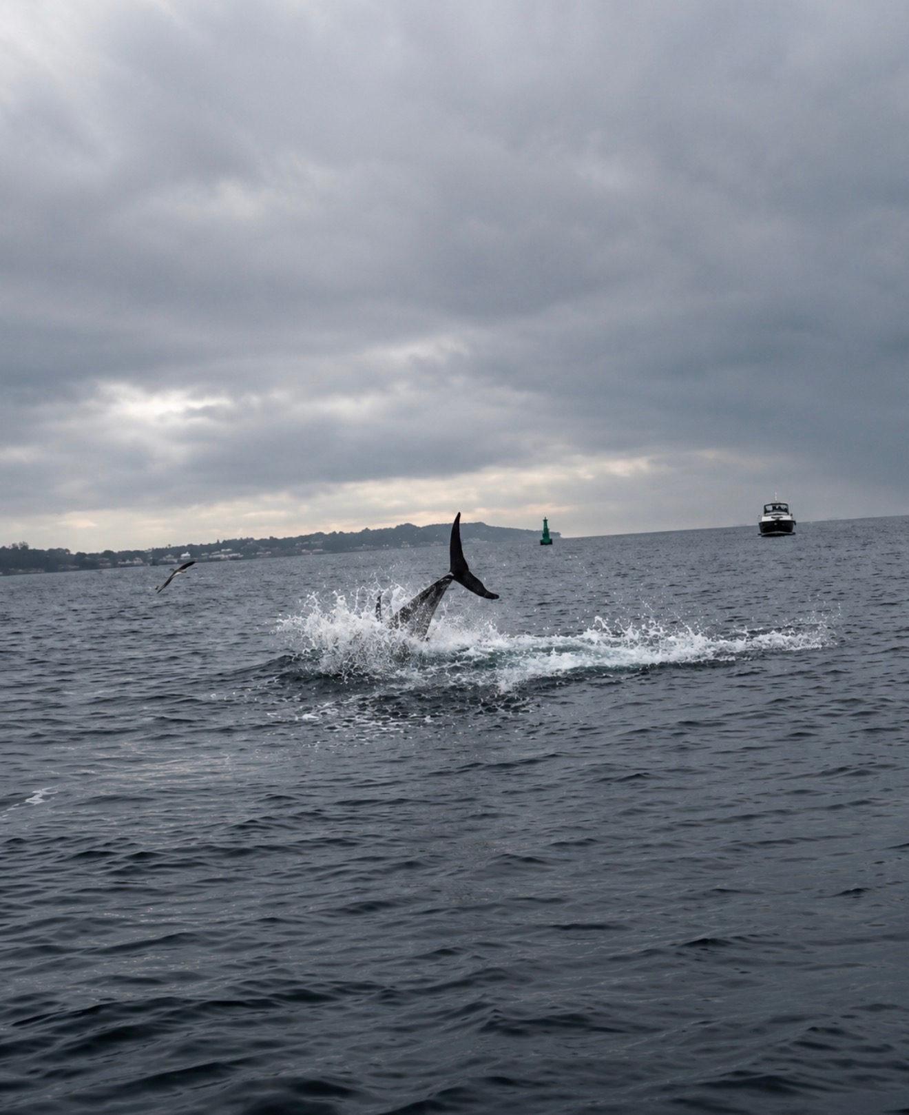 Tonfisksafari i helsingborg och öresund